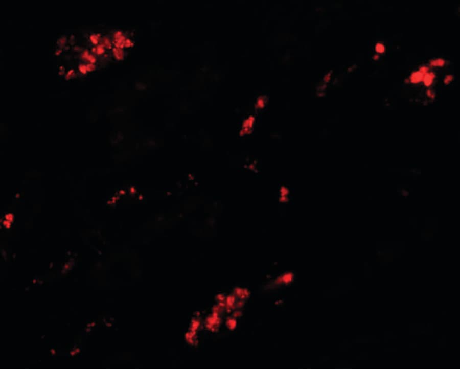 TMEM59 Antibody
