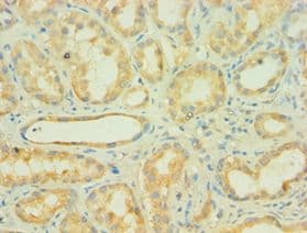 AUH Antibody (aa68-339)