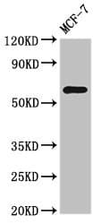 Polyclonal Rabbit anti-Human NR1D2 Antibody (WB)