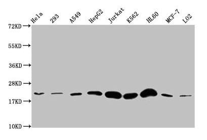 HIST1H1E Antibody