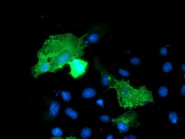 VCAM1 / CD106 Antibody (clone OTI3G7, Carrier-free)