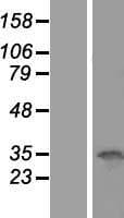 OCIAD1 Protein (Over-Expression Lysate Myc-DDK (Flag))