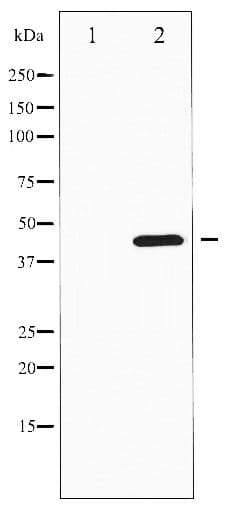 HDAC3 Antibody