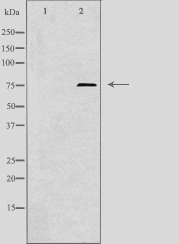 TUBGCP4 Antibody