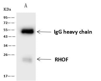 Polyclonal Rabbit anti-Human RHOF Antibody (WB)