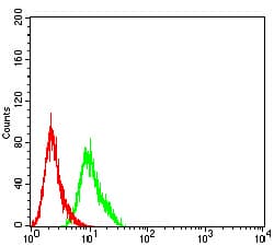 Monoclonal Mouse anti-Human AFAP1L2 / XB130 Antibody (clone 4E12D7, WB)