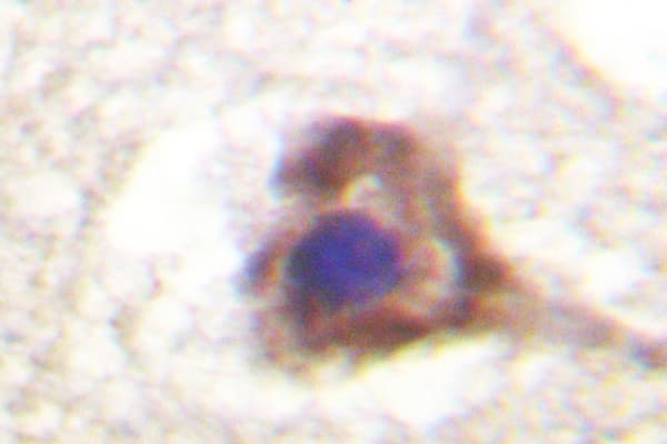 Polyclonal Rabbit anti-Human PECAM-1 / CD31 Antibody (Thr709, IHC, IF, WB)