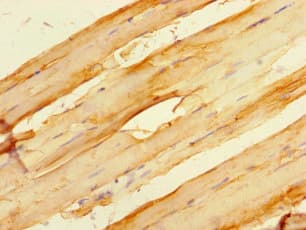 HSPB7 / CvHSP Antibody