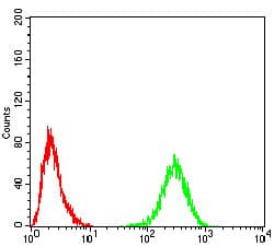 TH / Tyrosine Hydroxylase Antibody (clone 1B8D2)