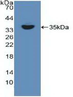 RELB Antibody (aa248-492)