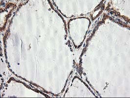 SSR1 Antibody (clone OTI4C7, Carrier-free)