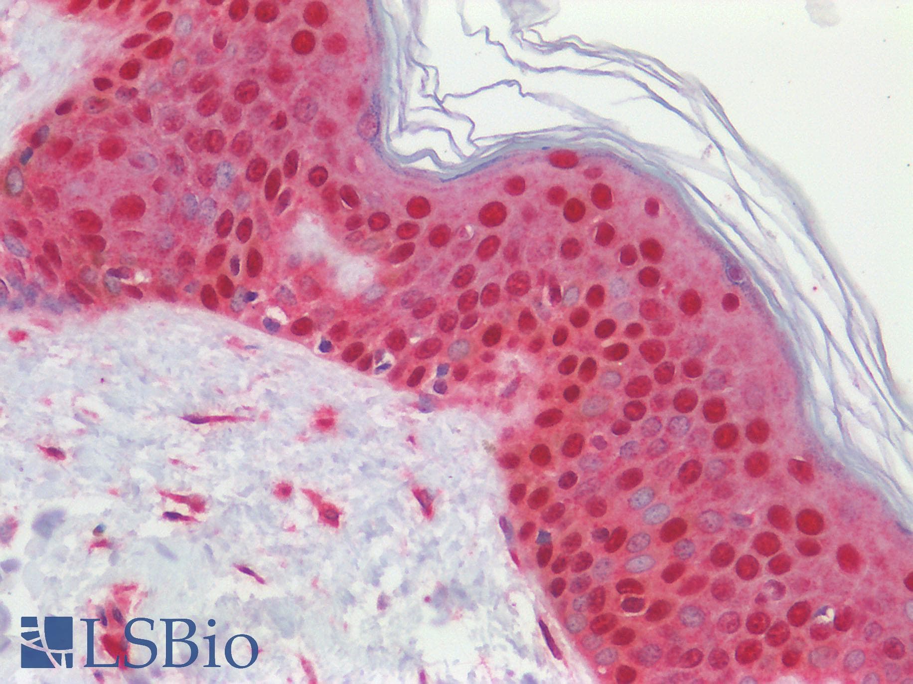 IHC-plus™ Polyclonal Rabbit anti-Human SREBF2 / SREBP2 Antibody (aa455-469, IHC, WB)
