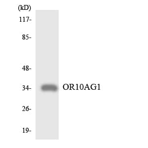 OR10AG1 Antibody (aa214-263)
