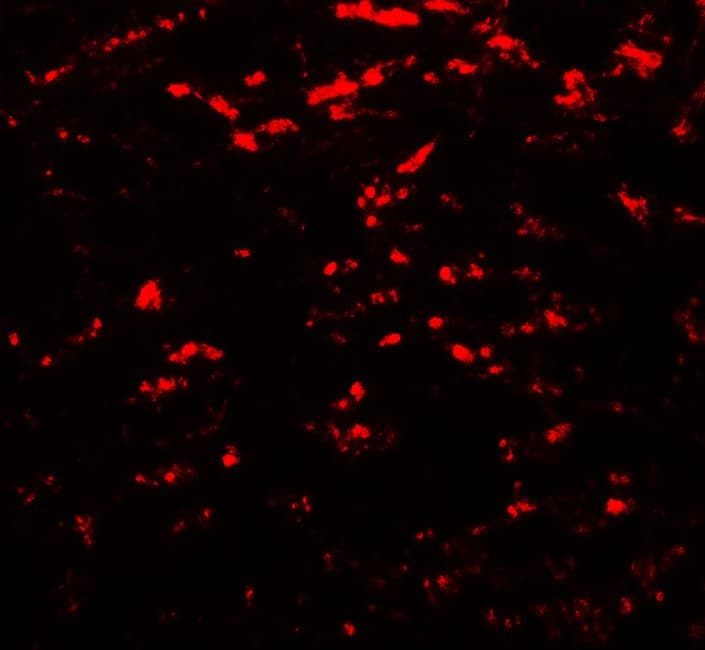IHC-plus™ Polyclonal Rabbit anti-Human GABARAPL2 / ATG8 Antibody (IHC, IF, WB)