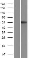 CTSA / Cathepsin A Protein (Over-Expression Lysate Myc-DDK (Flag))