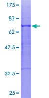 Human GABRA6 Protein (Recombinant GST)