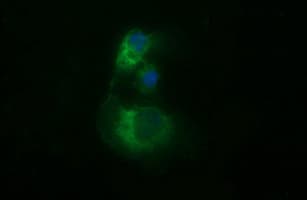 Monoclonal Mouse anti-Human TUBB2B / Tubulin Beta 2B Antibody (clone OTI6D11, IF, WB)
