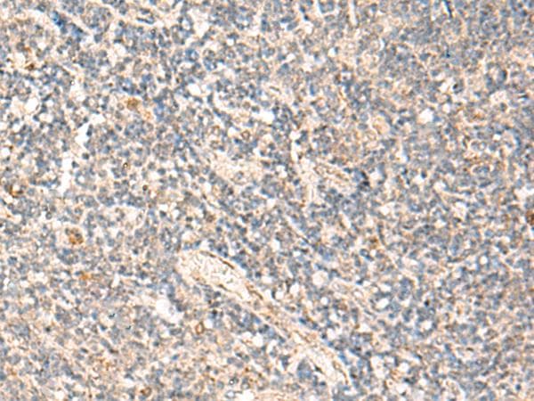 MOB1A Antibody