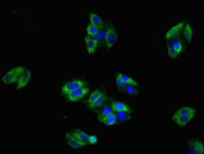 CLDN8 / Claudin 8 Antibody (aa141-225)