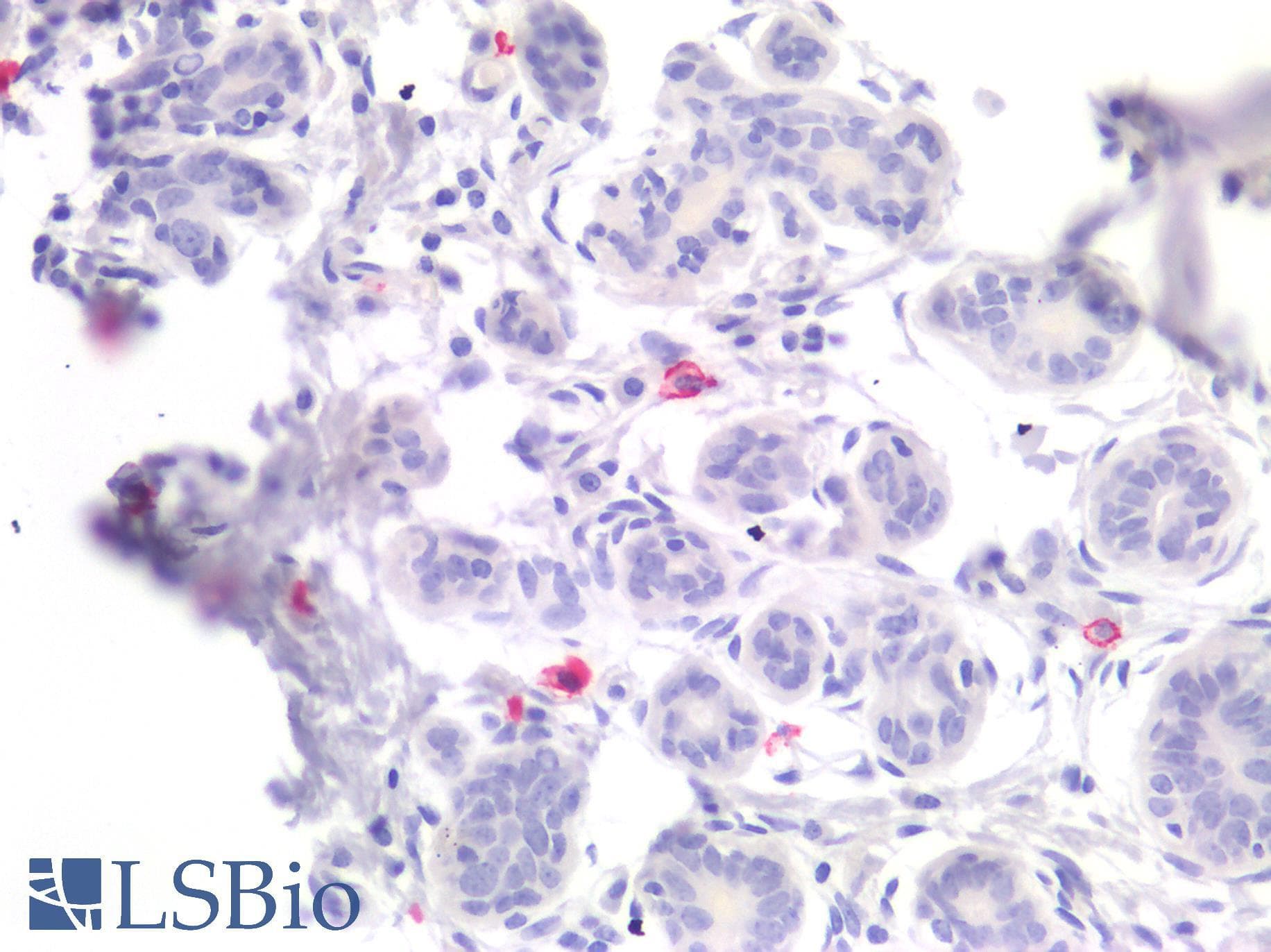 TPSAB1 / Mast Cell Tryptase Antibody (clone G3)