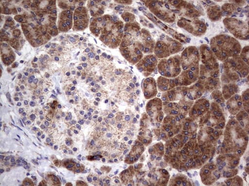 MRPS7 Antibody (aa38-242, clone UMAB156, Carrier-free)