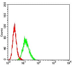 BCL11B Antibody (clone 1F8G8)