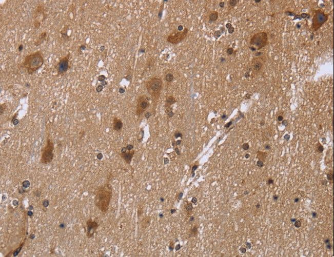 REL / C-Rel Antibody