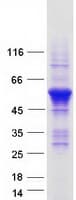 Human RUFY3 / RIPX Protein (Recombinant Myc-DDK (Flag))