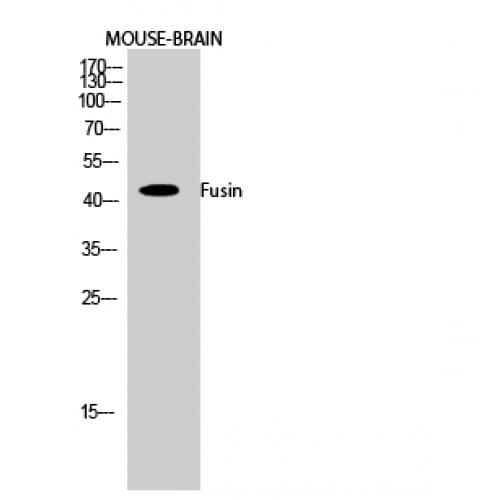 Polyclonal Rabbit anti-Human CXCR4 Antibody (270-350 aa, C-terminal, IF, WB)