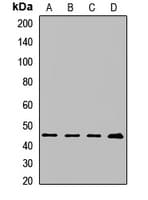 PVR / CD155 Antibody
