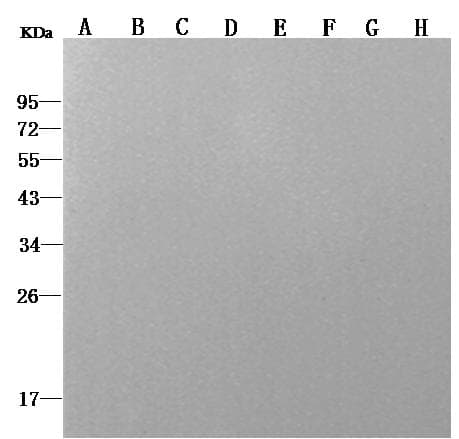 His Tag Antibody (Preservative Free)