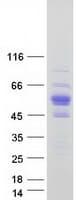 Human ZNF704 Protein (Recombinant Myc-DDK (Flag))