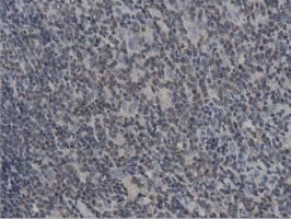 DNAJA2 Antibody (clone OTI3A1)
