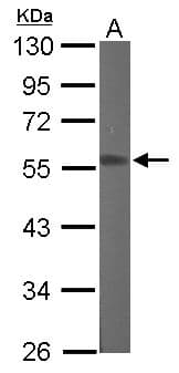 RGMB Antibody (aa178-437)