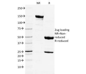 CD3E Antibody (clone C3e/2478)
