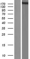 SETD1A / SET1 Protein (Over-Expression Lysate Myc-DDK (Flag))