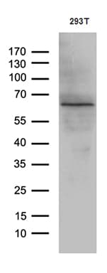 KLF11 Antibody (aa1-274, clone OTI4H7, Carrier-free)