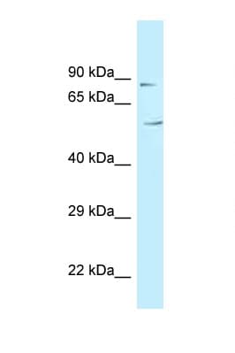 MAATS1 Antibody (aa81-130)