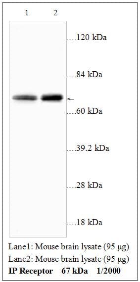 Polyclonal Rabbit anti-Mouse PTGIR / IP Receptor Antibody (WB)