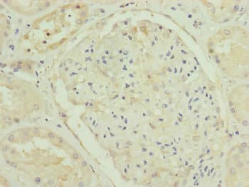 TRIM31 / RNF Antibody