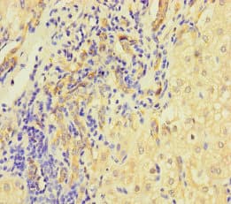 Polyclonal Rabbit anti-Human L1TD1 Antibody