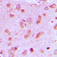 MAPK8IP2 / JIP2 Antibody (C-Terminus)
