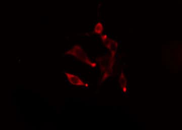 RAB5C Antibody