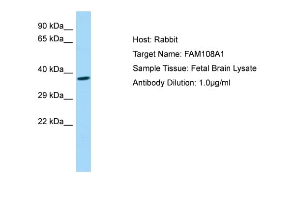 ABHD17A / FAM108A1 Antibody (aa245-294)