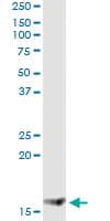 MGST2 Antibody (clone 1D11)