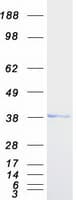 Human TOR1A / Torsin A Protein (Recombinant Myc-DDK (Flag))