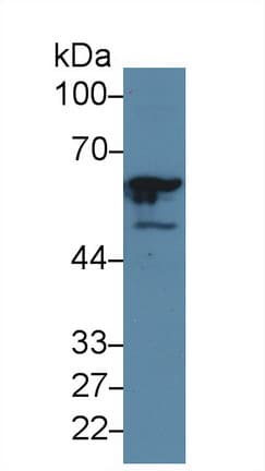 GTF2E1 Antibody (aa15-306, Biotin)