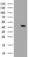 LDAH Antibody (clone OTI2G9)