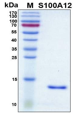 Human S100A12 Protein (Recombinant His, N-Terminal)