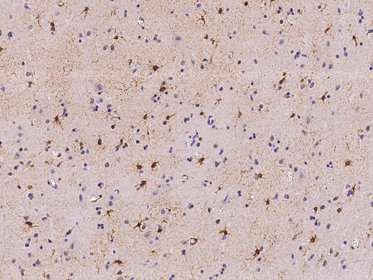 PRC1 Antibody (Preservative Free)